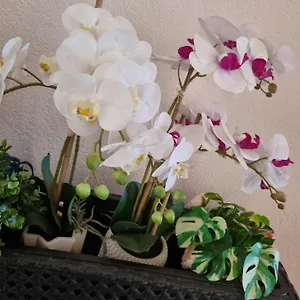 Orchidea Monfalcone